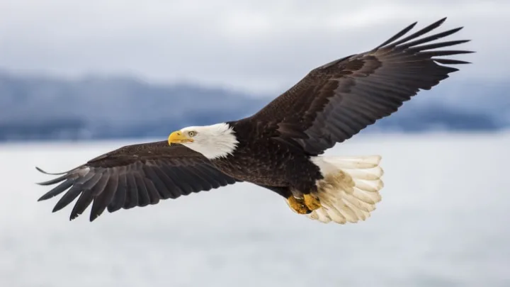 Intriguing Bald Eagle Facts