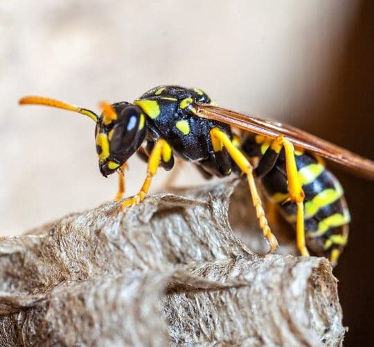 The Dangers of DIY Wasp Control: When to Call in the Professionals